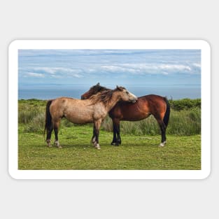 The Lundy Ponies Sticker